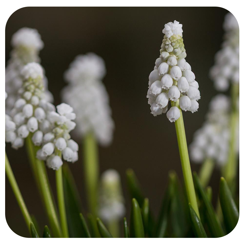 Muscari