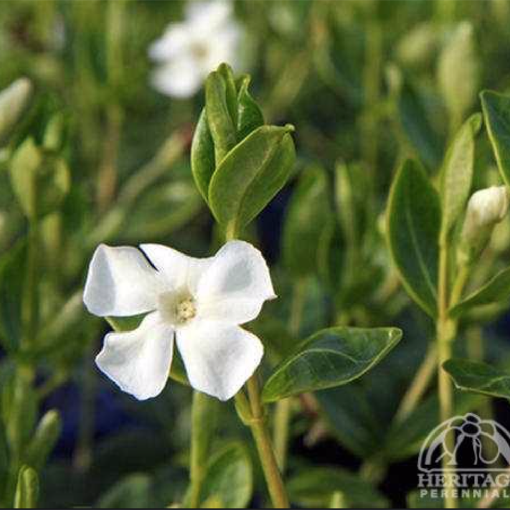 White Periwinkle (Vinca minor alba)