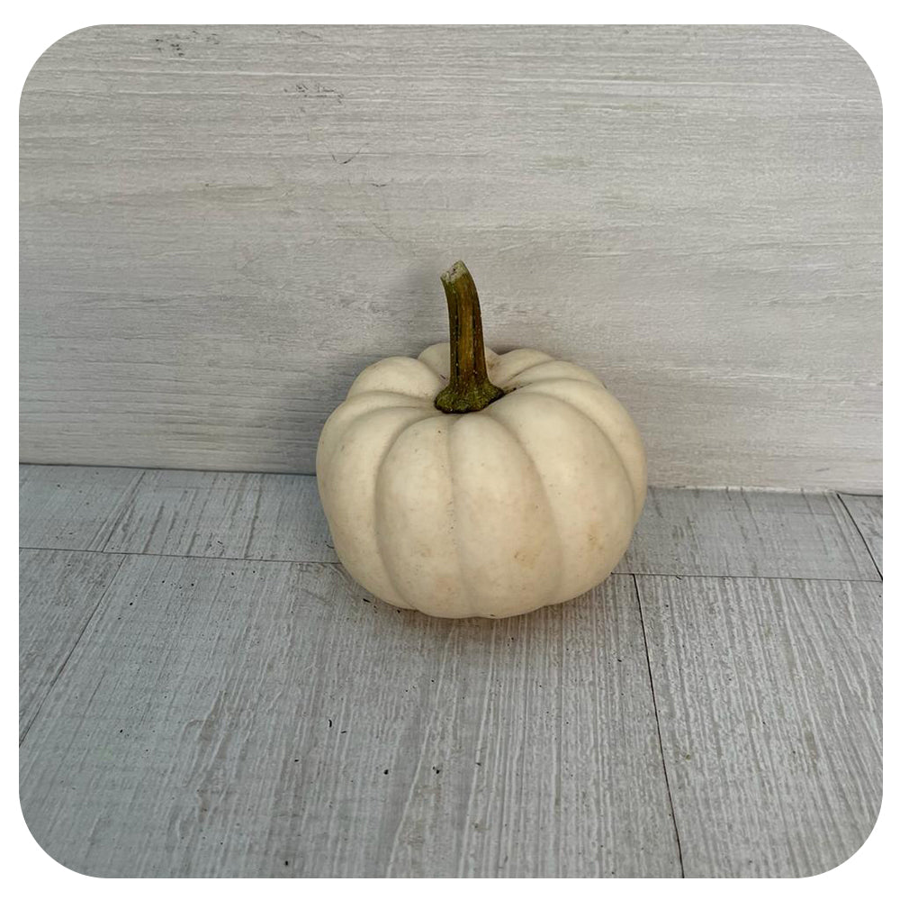 White Pumpkin