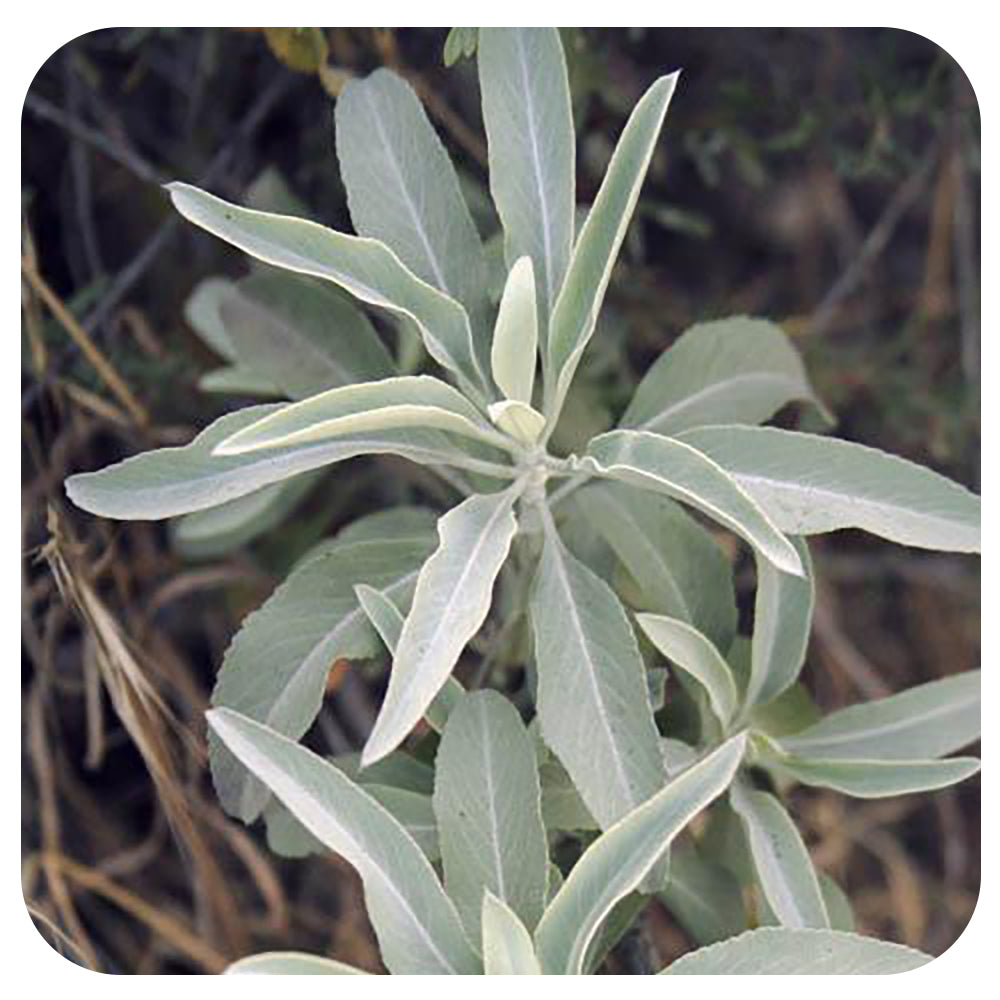 White Sage  (Organic)