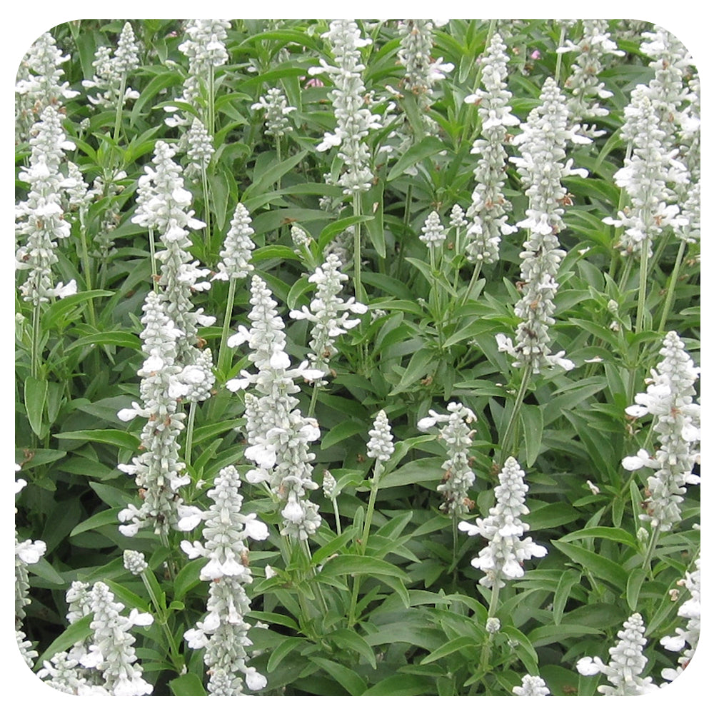 Salvia (Annual Variety)