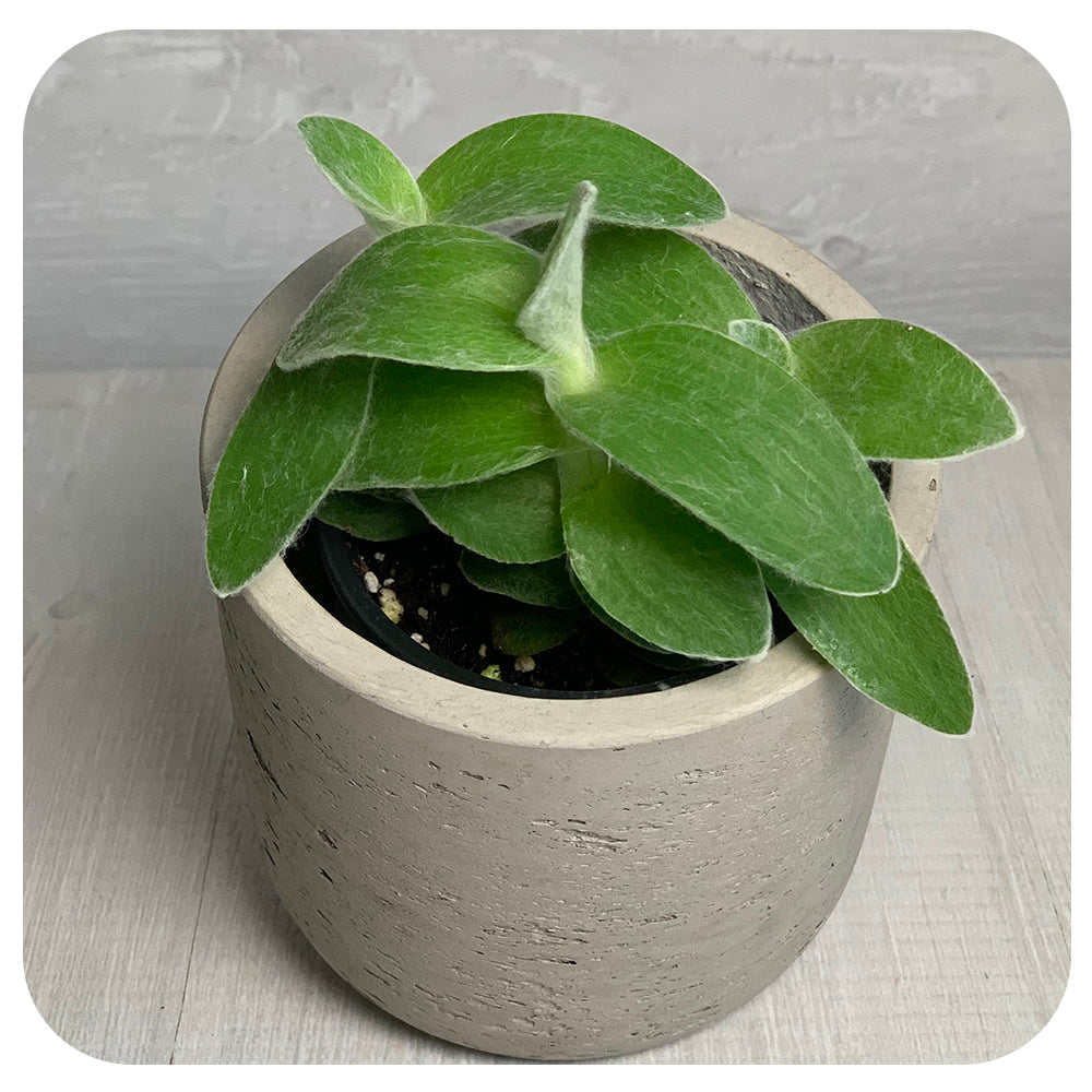 Tradescantia 'White Velvet'