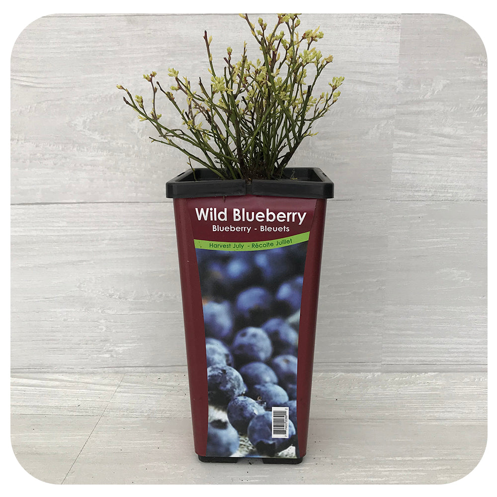 Wild Blueberry (Native Variety)