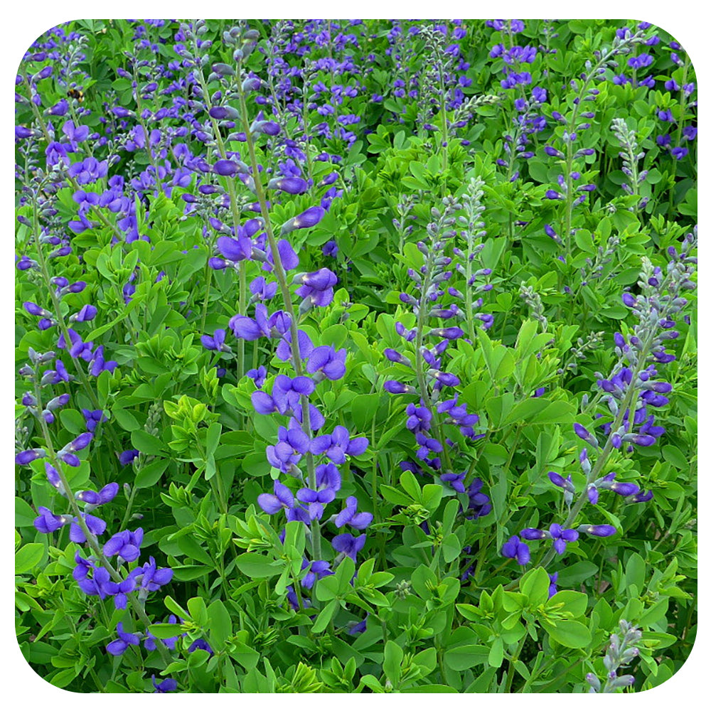 Wild Blue Indigo (Baptisia australis) NATIVE PERENNIAL