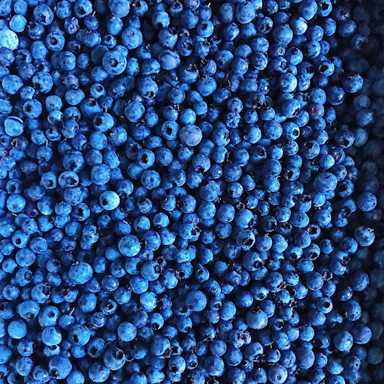 Wild Blueberry (Native Variety)