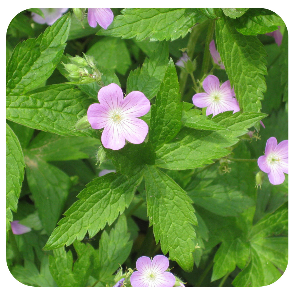 Wild Geranium (Geranium maculatum) NATIVE PERENNIAL