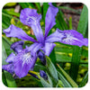 Wild Iris (Iris versicolor) NATIVE PERENNIAL