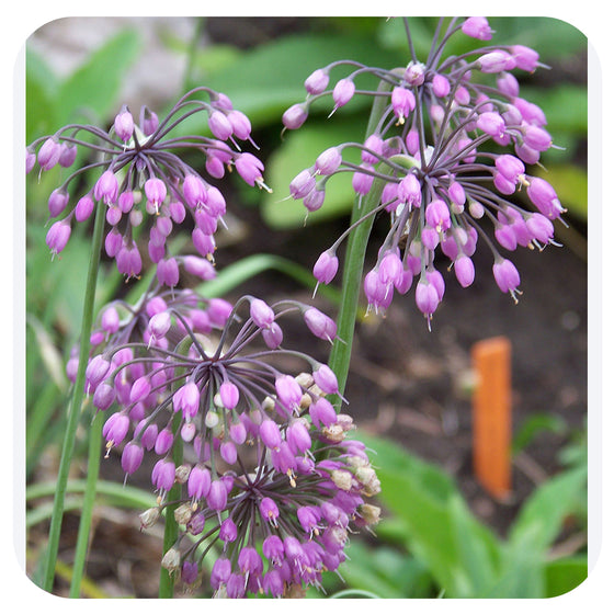 Nodding Wild Onion NATIVE PERENNIAL