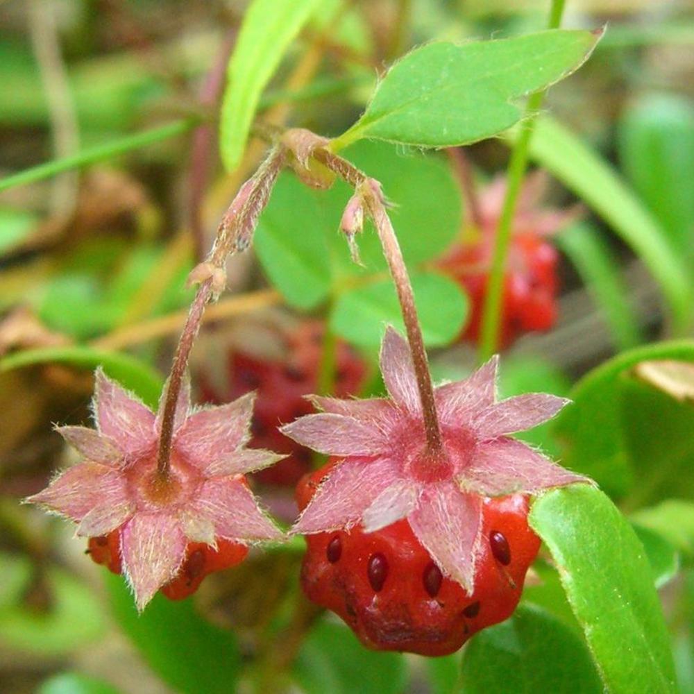 Wild Strawberry (Fragaria virginiana) NATIVE PERENNIAL - Davenport