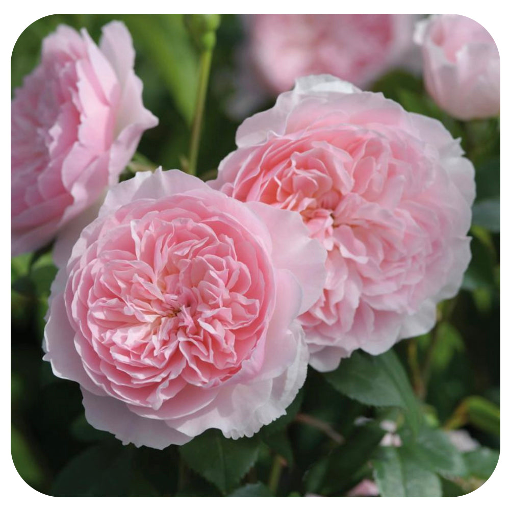 WISLEY 2008 by David Austin