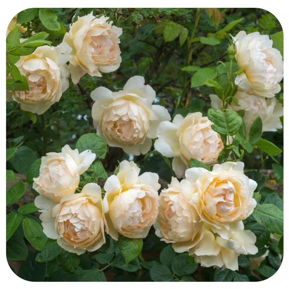 Wollerton Old Hall Rose by David Austin (Climbing Rose)