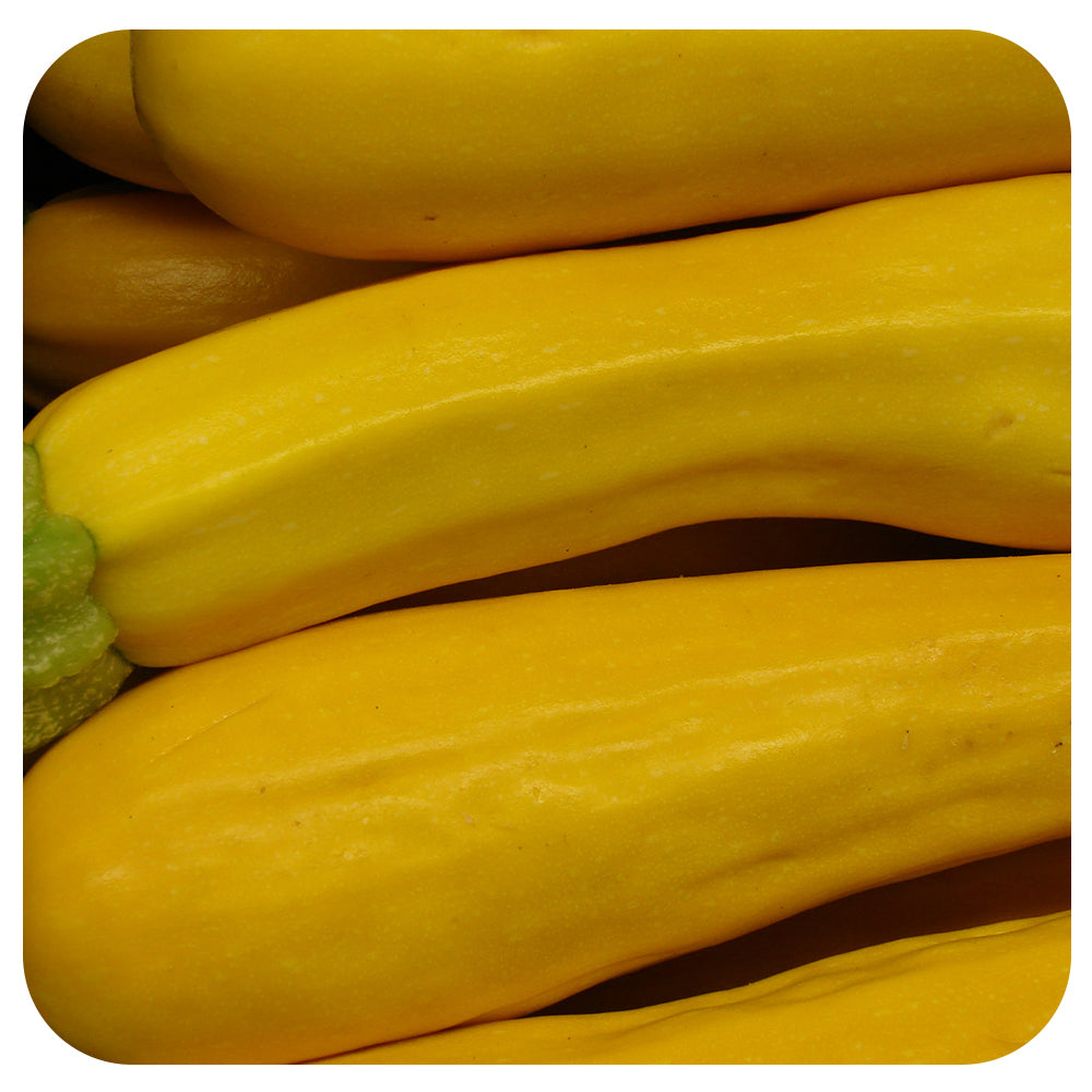 Yellow Zucchini (Organic)