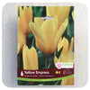 Tulip 'Yellow Empress'