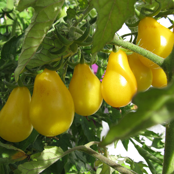 Cherry tomato Yellow Pear (Organic)