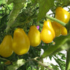 Yellow Pear Cherry tomato