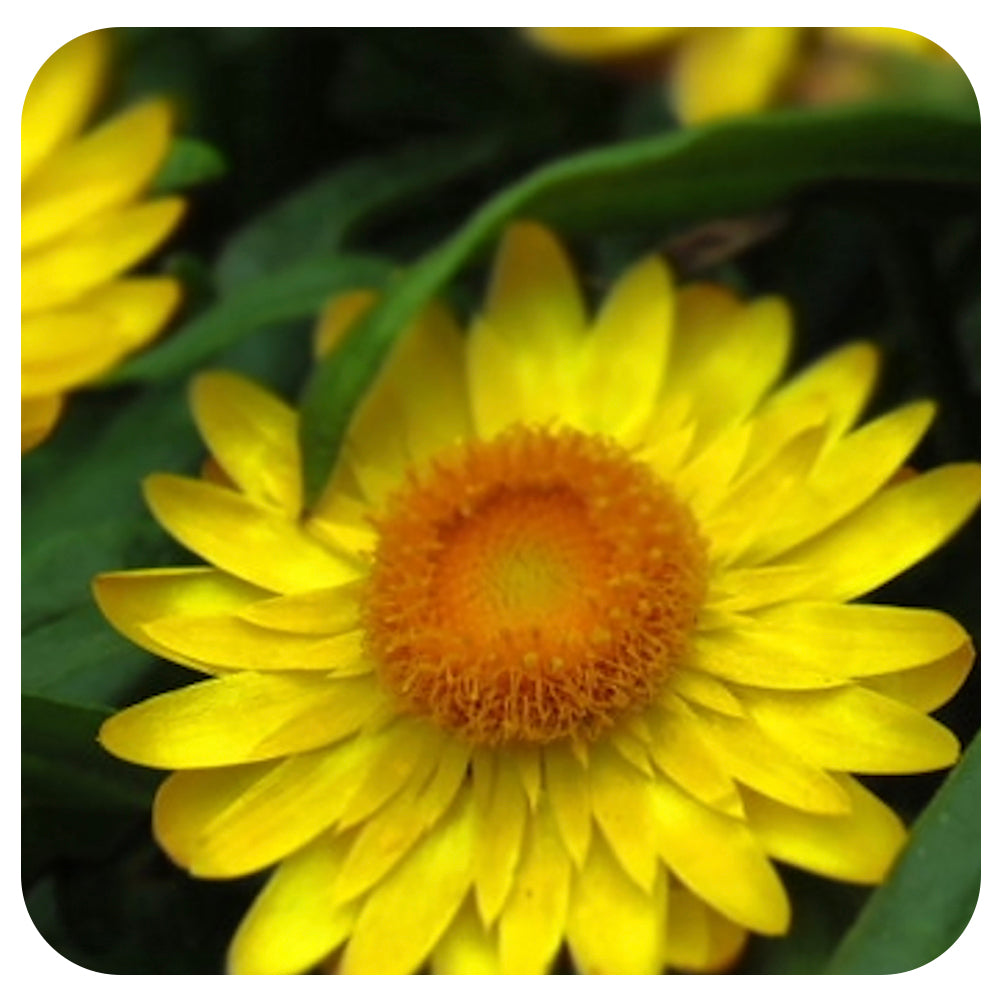 Strawflower (Bracteantha)