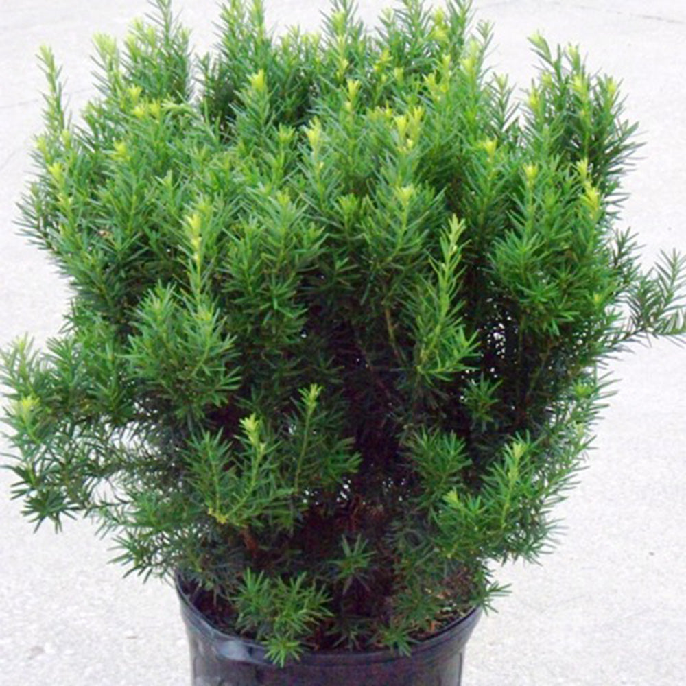 Hicks Yew (Taxus Media Hicksii)