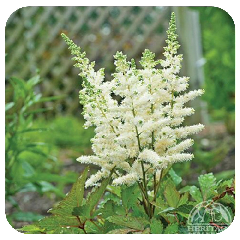 Astilbe ‘Younique White’