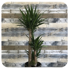 Yucca Cane - Davenport Garden Centre