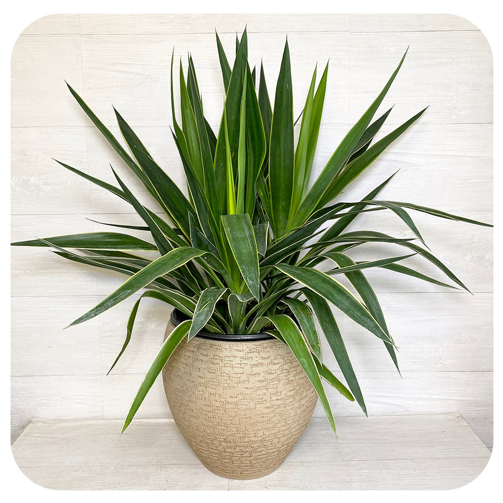 Yucca Tip - Variegated