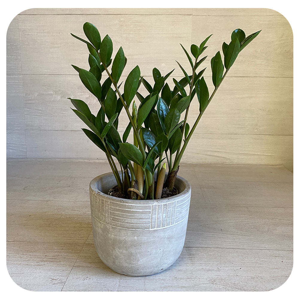 ZZ plant (Zamioculcas Zamiifolia)